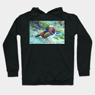 Male Mandarin duck in the UK Hoodie